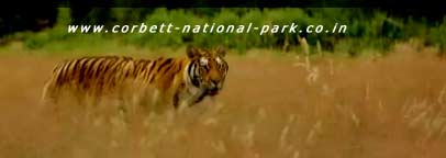 Corbett National Park | Corbett Tiger Reserve | Jim Corbett National Park 